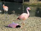 James's Flamingo (WWT Slimbridge March 2011) - pic by Nigel Key